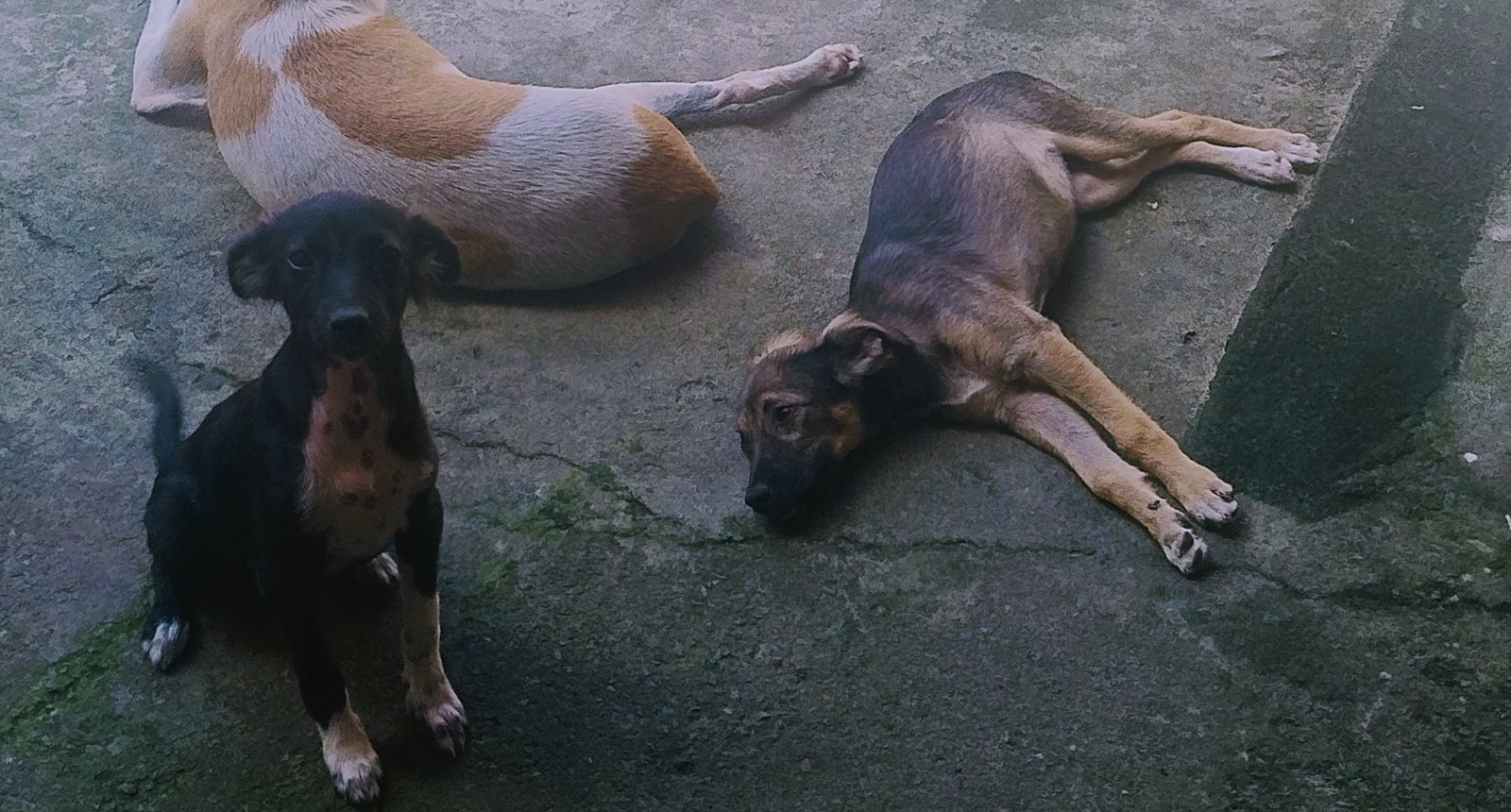 Portal Adocão Cachorro  São Luís