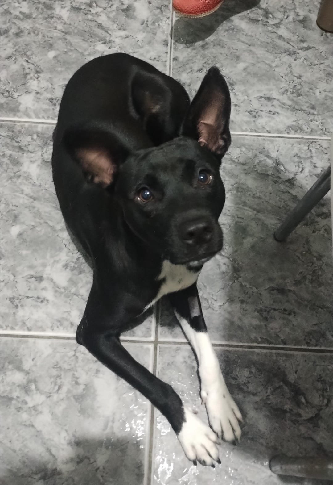 Portal Adocão Doa-se cachorrinha Juiz de fora