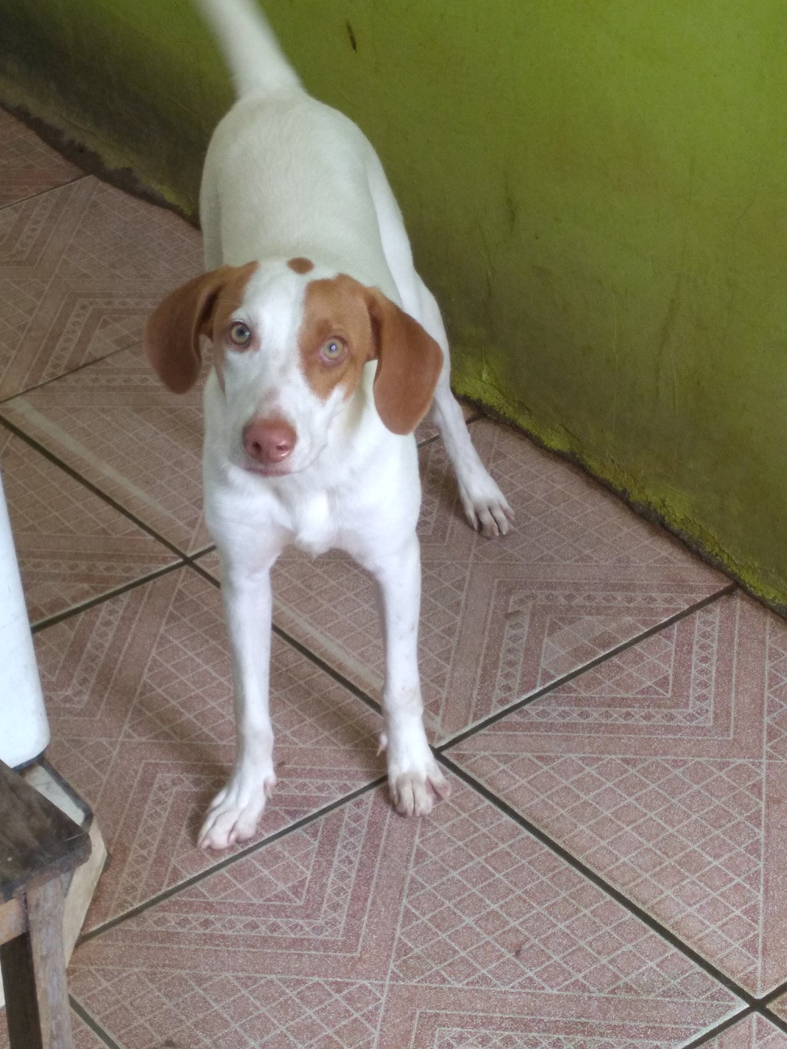 Portal Adocão Cachorro raça Sabujo da Ístria de Pelo Curto para Adoção Goiânia