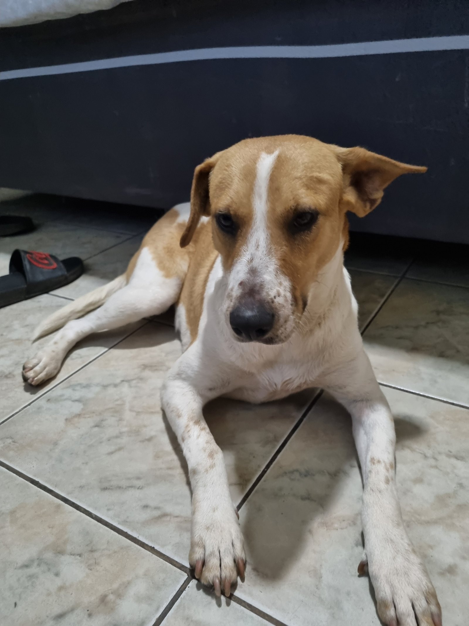 Portal Adocão Doação cachorrinha fêmea  Goiânia
