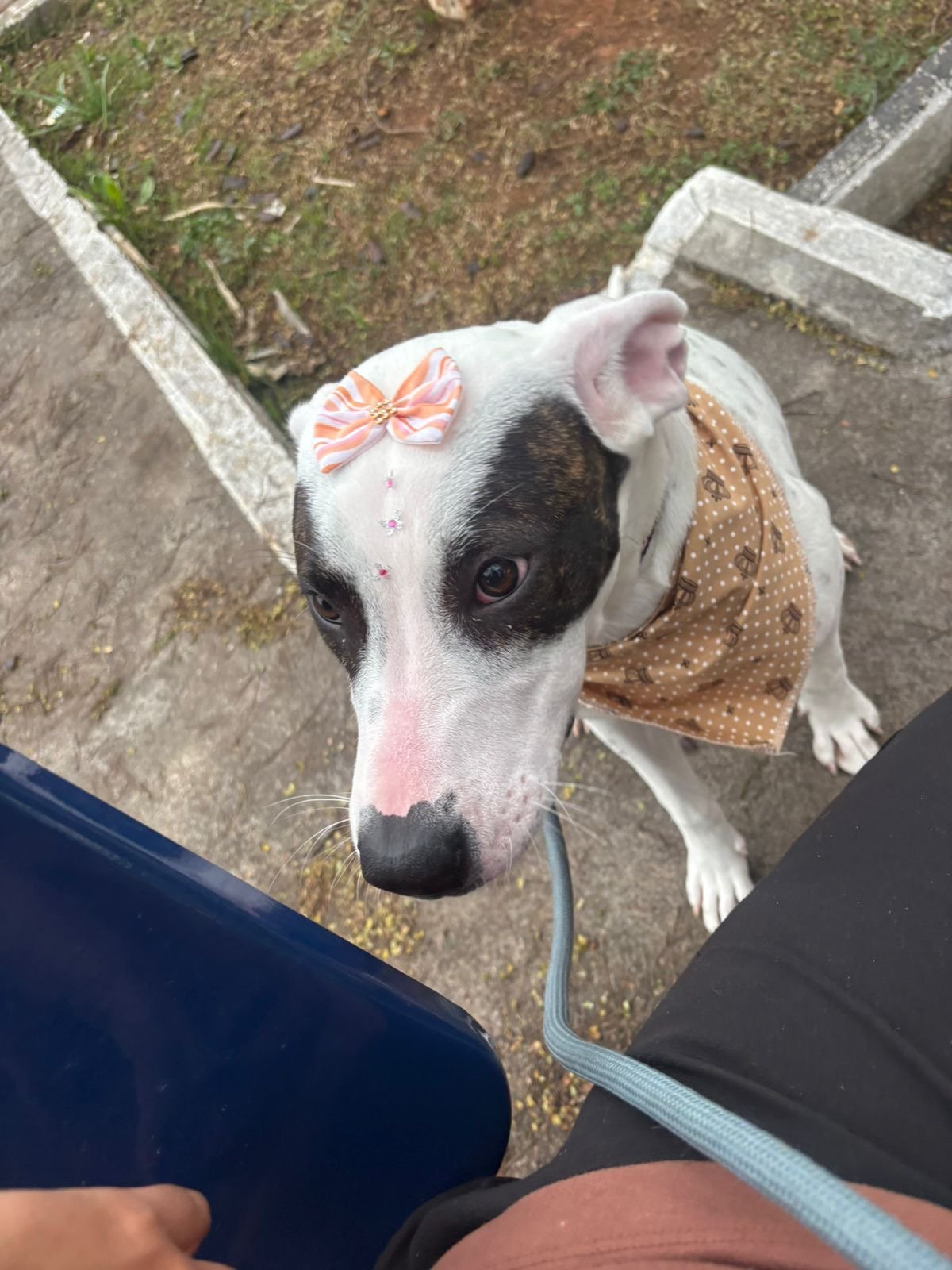 Portal Adocão Dogo Argentino  São Paulo 