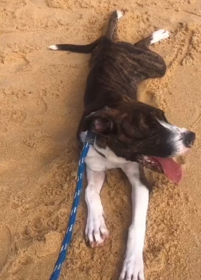 Portal Adocão Doação Lindo filhote de Boxer Guarapari 
