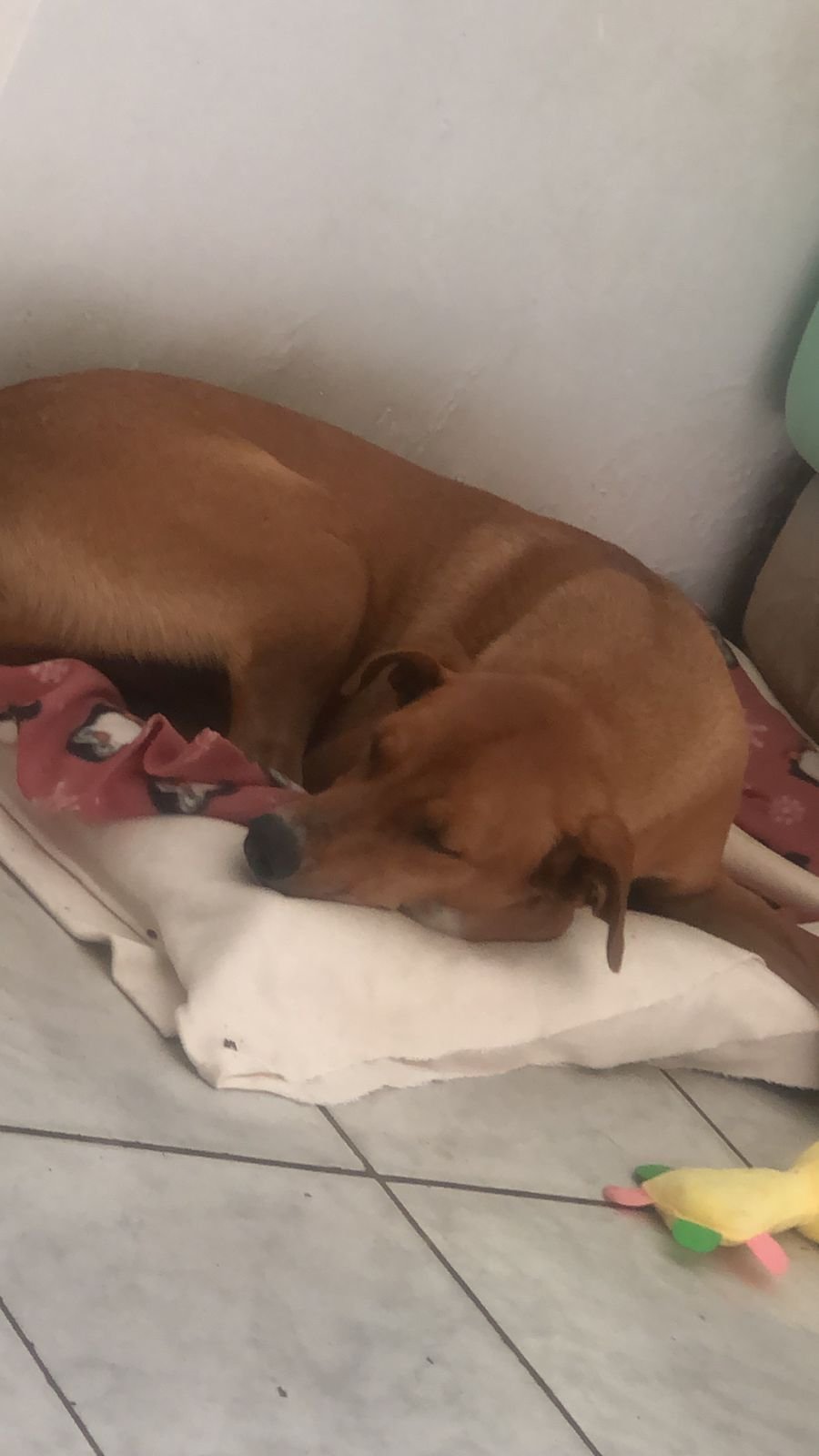 Portal Adocão Adoção Cachorro Macho Goiânia