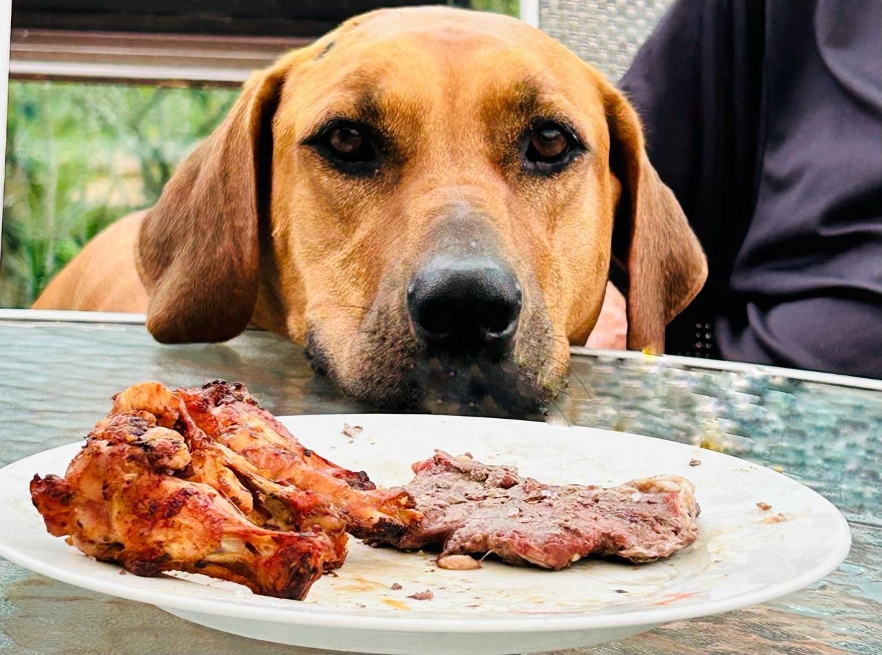 Portal Adocão Adoção Raça Rhodesiar Ridgeback fêmea  Petrópolis