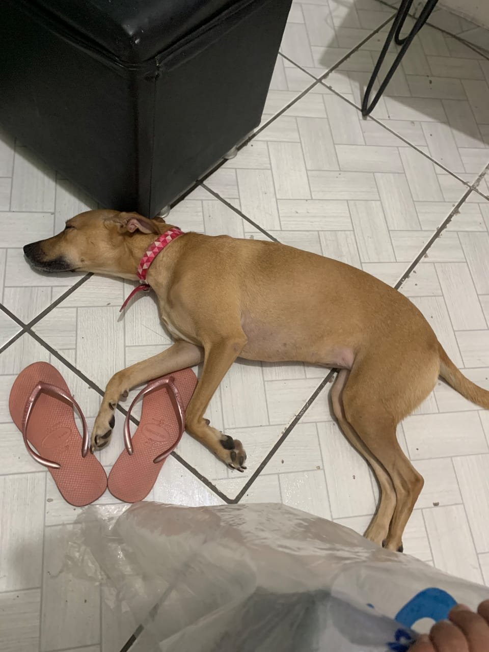Portal Adocão Cachorrinha castrada para adoção responsável  Recife