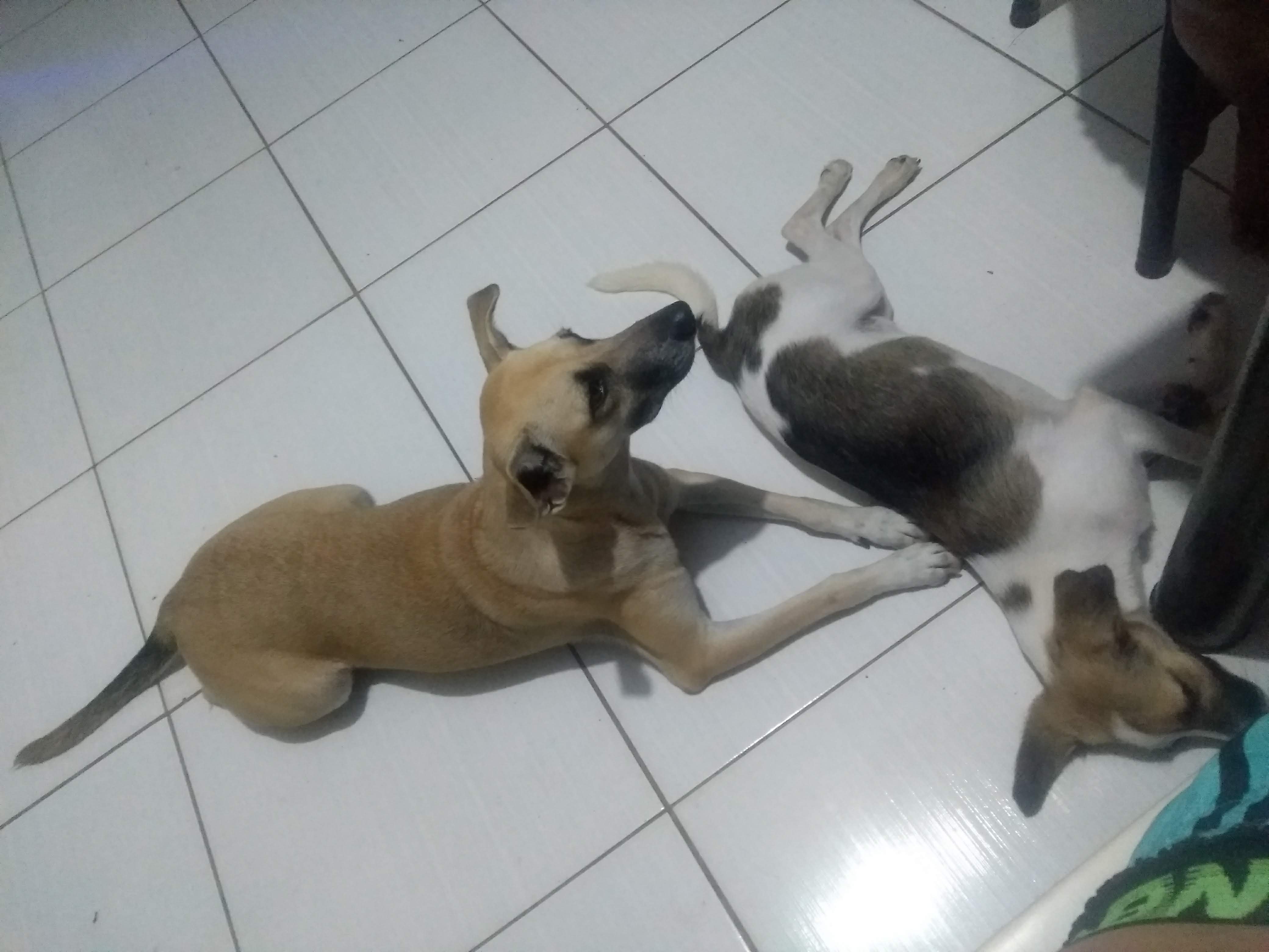 Portal Adocão Adoção de Cachorro Maceió 