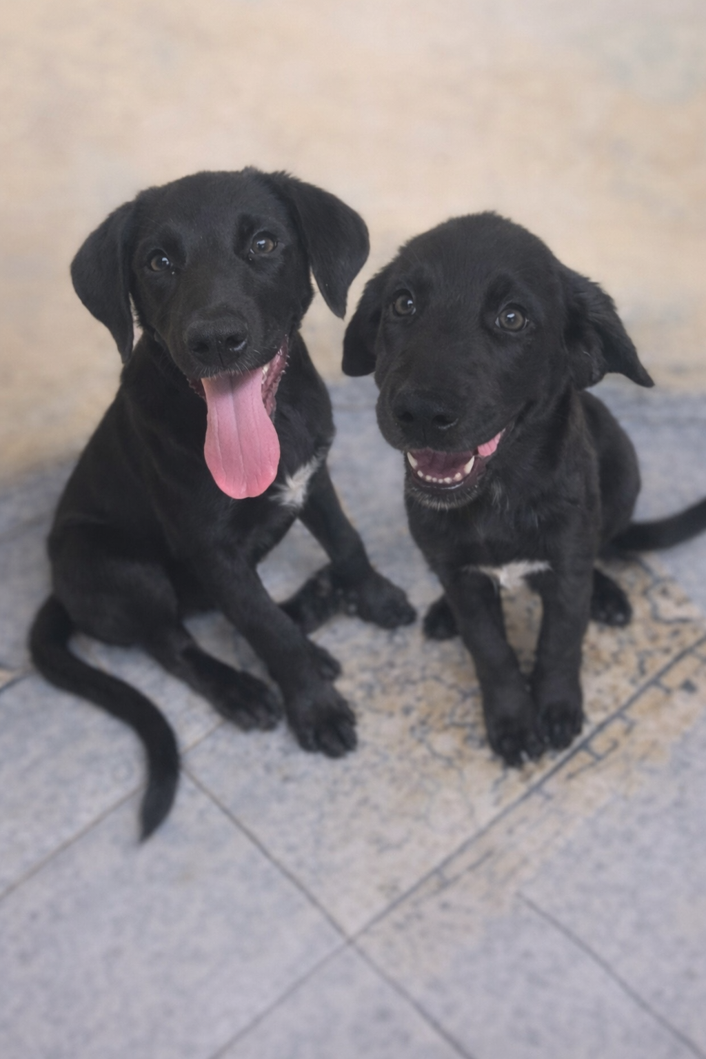 Portal Adocão Mestiças de labrador  São Paulo 