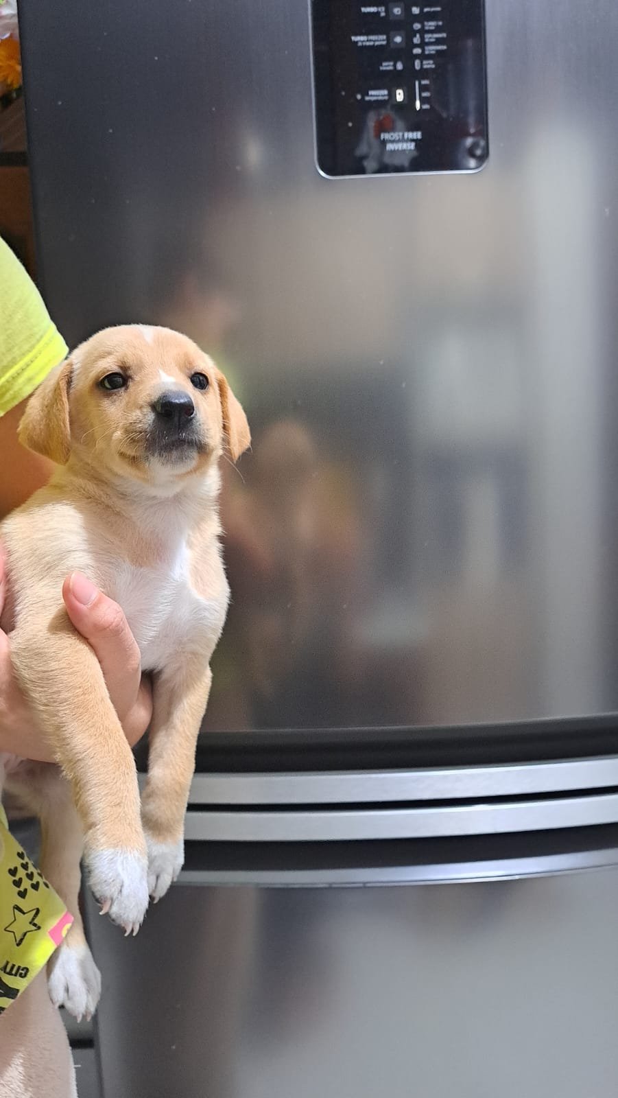 Portal Adocão Doação de cachorrinhos. Tijucas